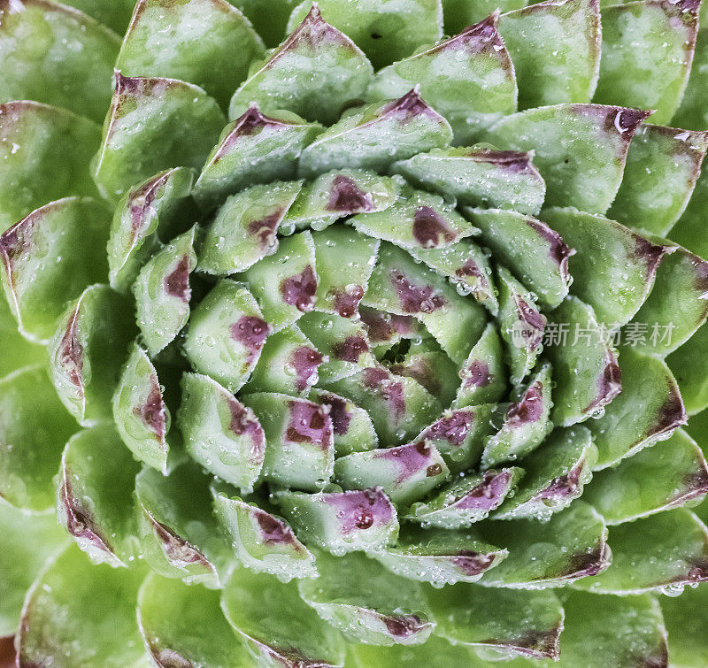 仙人掌Echeveria agavoides